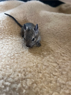 Süßer Degu-Nachwuchs 