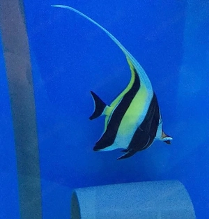 meerwasser Zanclus Cornutus