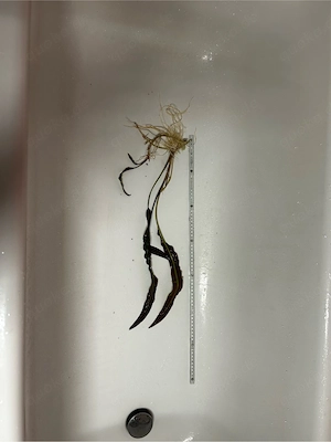 Aquarium Hammerschlag Wasserpflanze