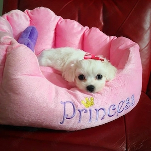   Suchen Sie nach einem kleinen Bündel voller Liebe, das Ihre Tage erhellt?  