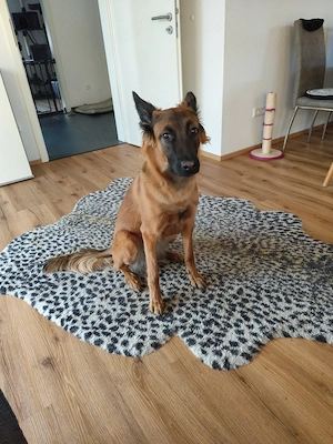 Malinois Hündin sucht aktives liebevolles Zuhause 