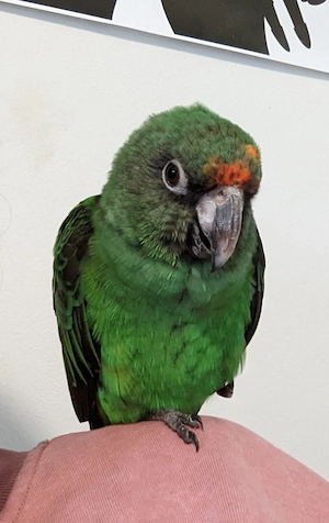 Grüne Kongopapagei Henne abzugeben in liebevolle Hände