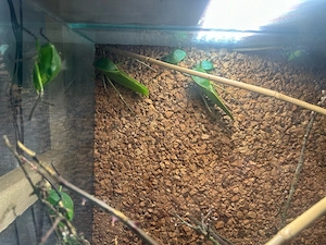 Siliquofora grandis Riesen blattschrecken 