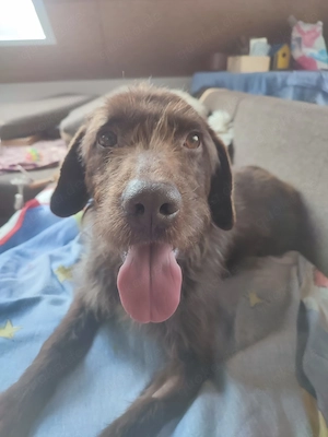 Einfühlsamer Alfred sucht Familie, gerne mit Kindern