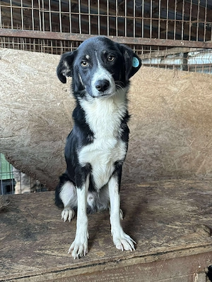 Joey - zarte Hundeseele sucht das große Glück