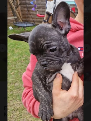 Französische bulldogge Welpe Männchen