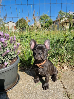 Hübsche Maus sucht noch Französische Bulldogge