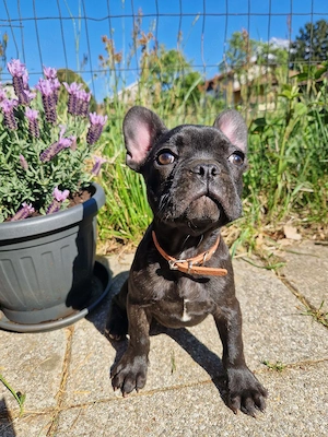 Französische Bulldogge Welpe Weibchen