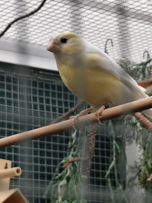 Reserviert ...Nordischer Dompfaffhahn in weiß-gelb von 2023,