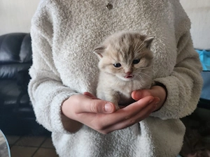 Baby kitter