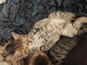 Einzige süße kleine Mädchen Katze 