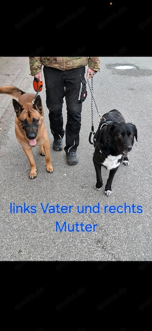 Welpen in gute Hände abzugeben 