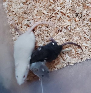 Farbratten Männchen (Jungtiere) - Rattus norvegicus Bild 4