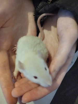 Farbratten Männchen (Jungtiere) - Rattus norvegicus Bild 3