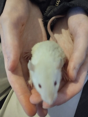 Farbratten Weibchen (Jungtiere) - Rattus norvegicus