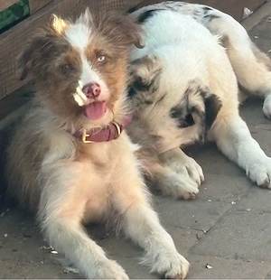 Australien shepherd mix hündin 