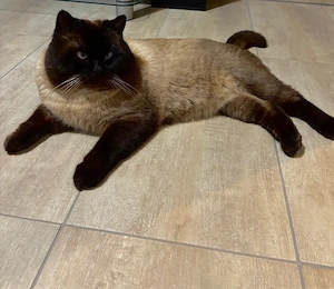 BKH Deckkater ( choco point ) 