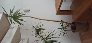 Yucca Palme gebraucht - ca. 220cm hoch - inkl. Topf günstig abzugeben