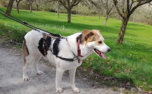 Hübsche Gisi sucht Zuhause Bild 2