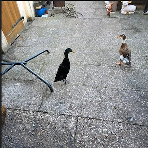 verkaufe Laufentenpaar