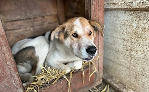 Hübsche Gisi sucht Zuhause Bild 4