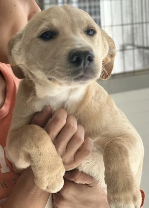 Sandy die noch kleine Maus sucht lebenslänglich bei Dir   wartet bei München