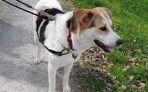 Hübsche Gisi sucht Zuhause