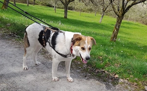 Hübsche Gisi sucht Zuhause Bild 3