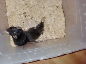 Farbratten Männchen (Jungtiere) - Rattus norvegicus Bild 5