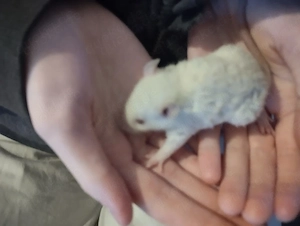 Farbratten Männchen (Jungtiere) - Rattus norvegicus Bild 2