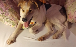 Hübsche Gisi sucht Zuhause Bild 5