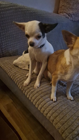 kleines chihuahua rüde