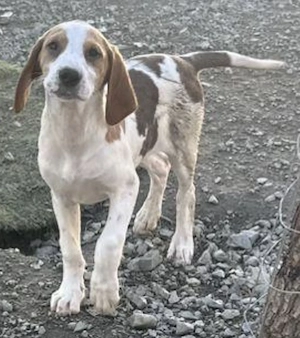 Sunny die wunderschöne noch kleine Hündin   bei Müchen