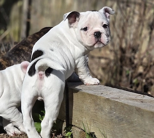 Die letzten 2 dürfen ab sofort ausziehen New English Bulldog 