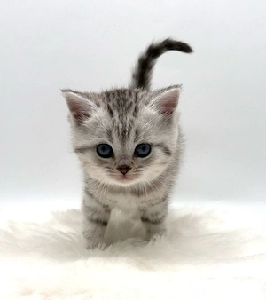 Wunderschöne reinrassige Bkh Kitten mit Stammbaum!