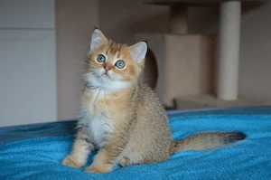 Süße BKH Golden Shaded Babykatzen - geimpft 