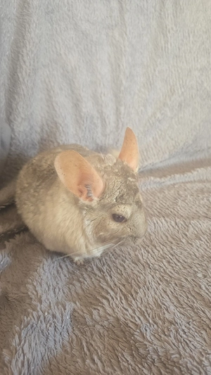 1 Chinchilla paar bock ist kastriert 