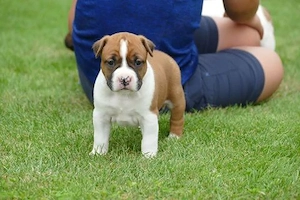 Abzugeben American Staffordshire Bull Terrier Welpen mit Stammbaum 