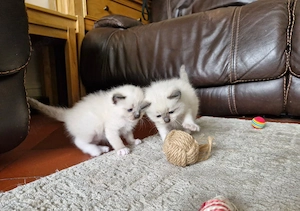 Süße Kitten dürfen ausziehen