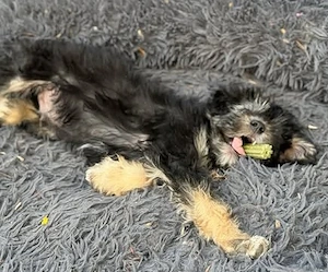 Jonny - unser Wuschel-Hundekind - sucht sein Zuhause Bild 6