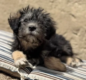 Jonny - unser Wuschel-Hundekind - sucht sein Zuhause Bild 7