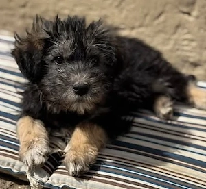 Jonny - unser Wuschel-Hundekind - sucht sein Zuhause Bild 4