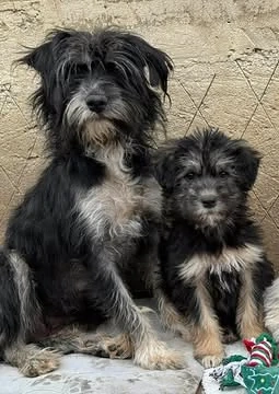 Jonny - unser Wuschel-Hundekind - sucht sein Zuhause Bild 8