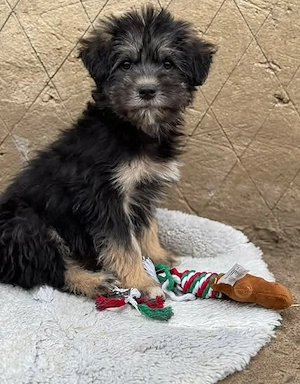 Jonny - unser Wuschel-Hundekind - sucht sein Zuhause Bild 2