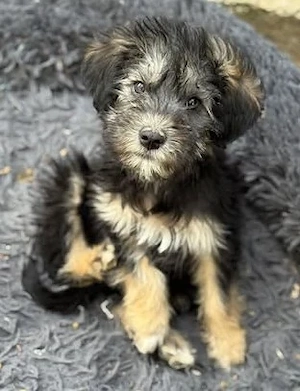 Jonny - unser Wuschel-Hundekind - sucht sein Zuhause Bild 3