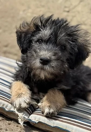 Jonny - unser Wuschel-Hundekind - sucht sein Zuhause