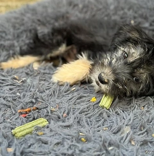 Jonny - unser Wuschel-Hundekind - sucht sein Zuhause Bild 5