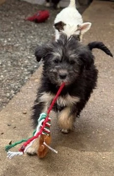 Jonny - unser Wuschel-Hundekind - sucht sein Zuhause Bild 10