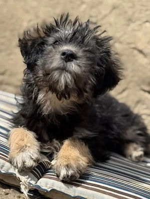 Jonny - unser Wuschel-Hundekind - sucht sein Zuhause Bild 9