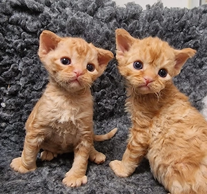 Hübsche Devon Rex Katerchen mit Stammbaum suchen zu Ende Juni ihre Familie 